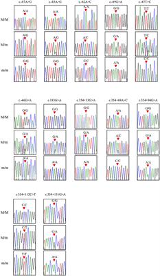 The First Report of Polymorphisms and Genetic Characteristics of the Shadow of Prion Protein (SPRN) in Prion Disease-Resistant Animal, Chickens